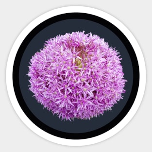 Purple Allium Onion Flower Circle Frame Sticker